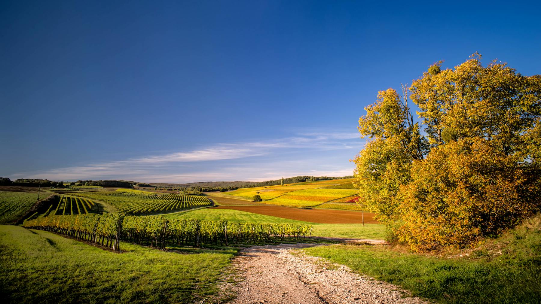 Burgundy vineyards